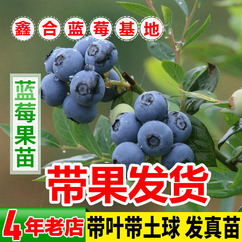 【带果发货】蓝莓树果苗盆栽地栽南方北方种植阳台庭院带果蓝 - 图0