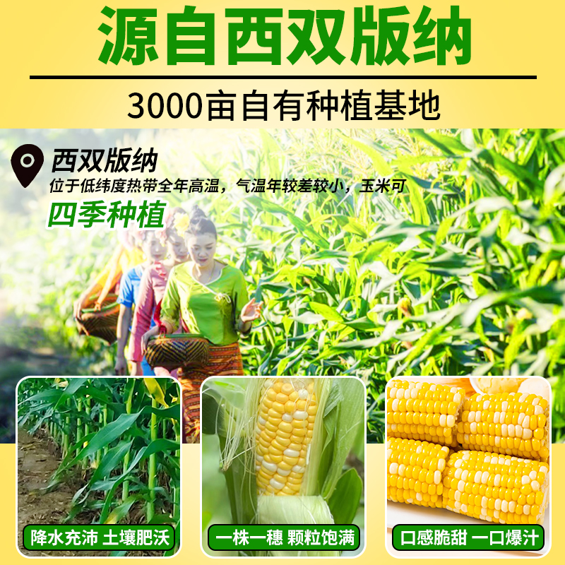 10斤云南水果甜玉米段开袋即食真空包装玉米学生宿舍早餐免煮代餐 - 图1