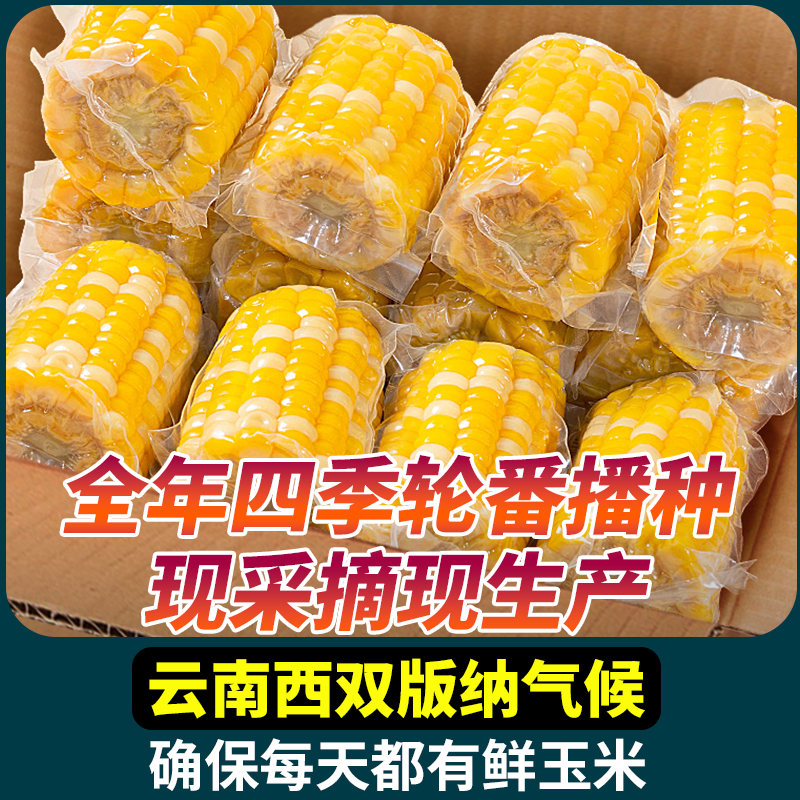 10斤云南水果甜玉米段开袋即食真空包装玉米学生宿舍早餐免煮代餐 - 图0