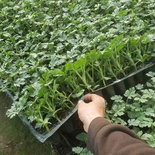 嫁接西瓜苗8424麒麟瓜南方四季种植瓜苗阳台盆栽大棚爬藤秧苗种子 - 图1