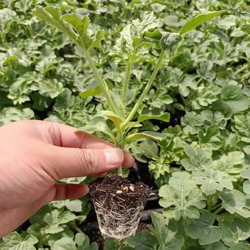 嫁接西瓜苗8424麒麟瓜南方四季种植瓜苗阳台盆栽大棚爬藤秧苗种子 - 图2