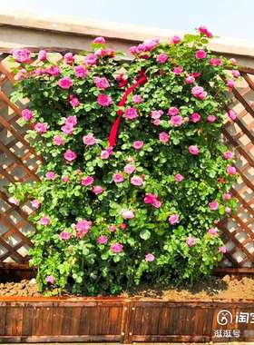 防腐木阳台子室内落地式多层花架阶梯花架客厅实木网格置物花盆架