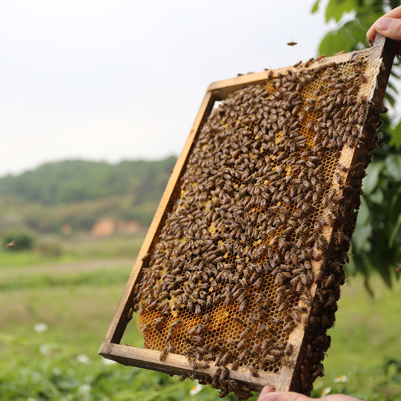 中蜂纯真天然新鲜荔枝蜜纯正土蜂蜜 春中宝蜂蜜
