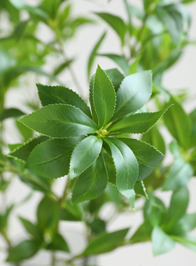 手感马醉木仿真植物家居装饰摆件