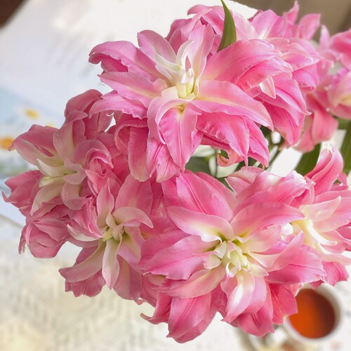 百合皇后|重瓣百合 鲜花云南直发  百合花 顺丰空运包邮 A级鲜花 - 图0