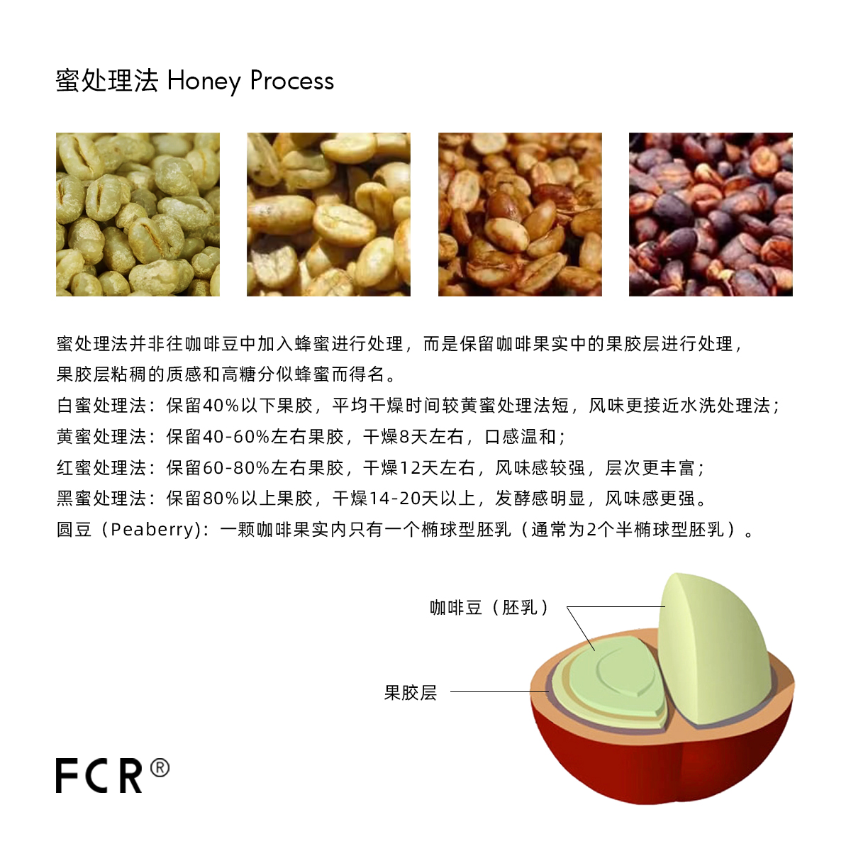 FCR云南蜜处理咖啡豆阿拉比卡手冲小粒圆豆纯黑可现磨粉100克 - 图2