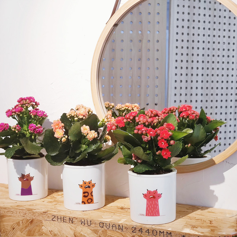 雪梨推荐 吸水盆长寿花种好小盆栽 可爱猫爪吸水盆带花苞发货花开不断 花岛旗舰店 淘优券