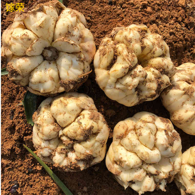 2025宜兴新鲜食用百合精美礼盒装宜兴特产纯农家天然大白合2200g - 图0