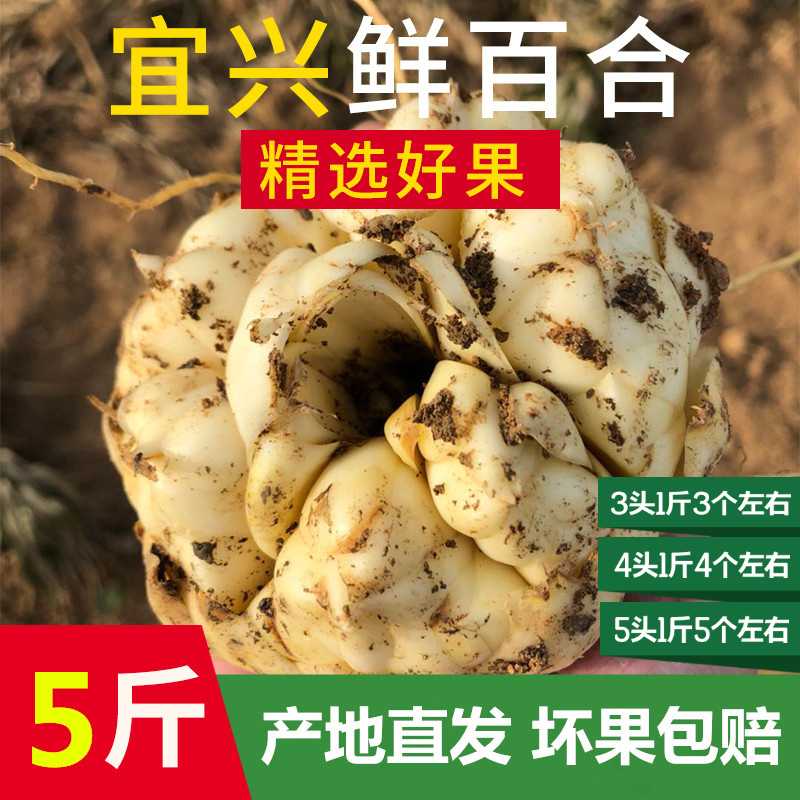 2023宜兴新鲜百合5斤2500g包邮特产级苦味纯农家食用大白合3斤2斤 - 图0