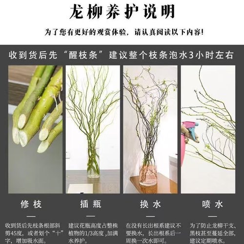 水培植物龙柳鲜切枝富贵竹客厅绿植花卉室内盆栽干枝雪柳枯树逢春 - 图3