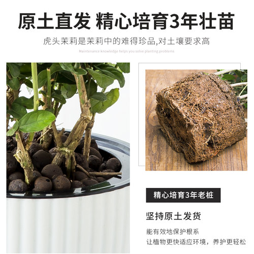 虎头茉莉花苗盆栽室内客厅重瓣老桩浓香九里栀子提神开花卉绿植物 - 图2