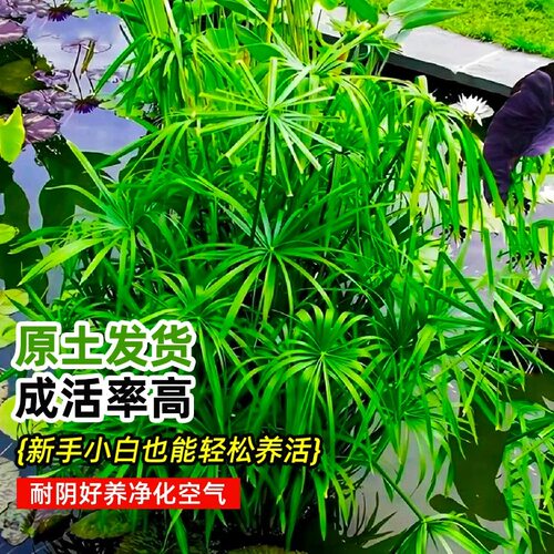 水竹风车草水养旱伞草龟缸鱼池水培挺水植物沼泽过滤净化水质 - 图3