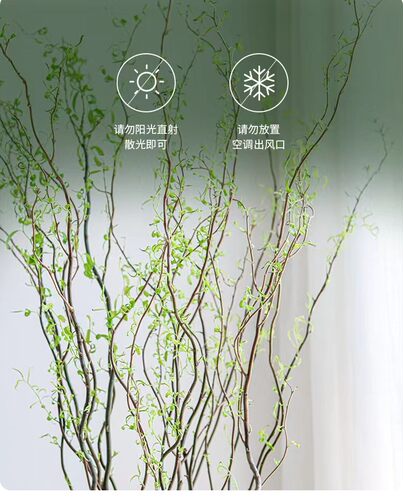 水培植物龙柳鲜枝切花水养绿植雪柳干支室内吊钟泡水长根装饰盆栽 - 图2