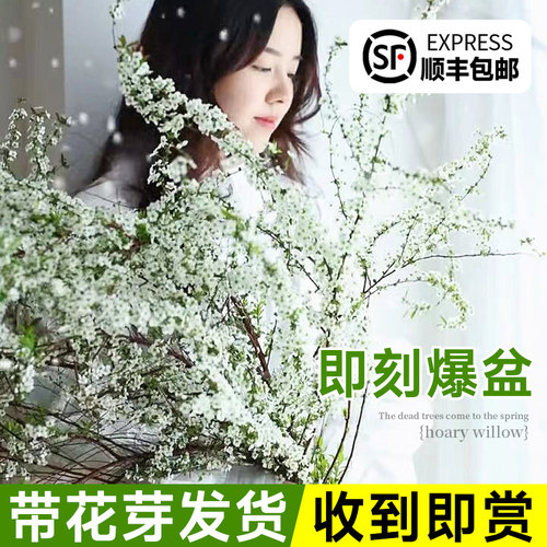 水培雪柳干枝支鲜枝高级水养插花植物鲜花卉室内盆栽绿植龙柳好活 - 图0