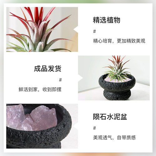 空气凤梨室内好养小盆栽香薰创意趣味桌面绿植办公室懒人植物摆件 - 图3