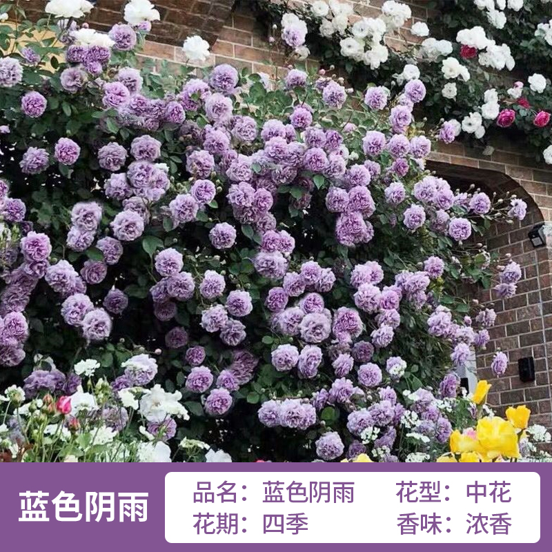 藤本月季花苗特大花浓香庭院植物室内花卉盆栽玫瑰爬藤蔷薇四季开 - 图3