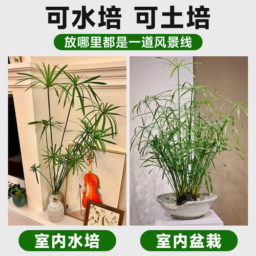 水竹风车草水养旱伞草龟缸鱼池水培挺水植物沼泽过滤净化水质 - 图2