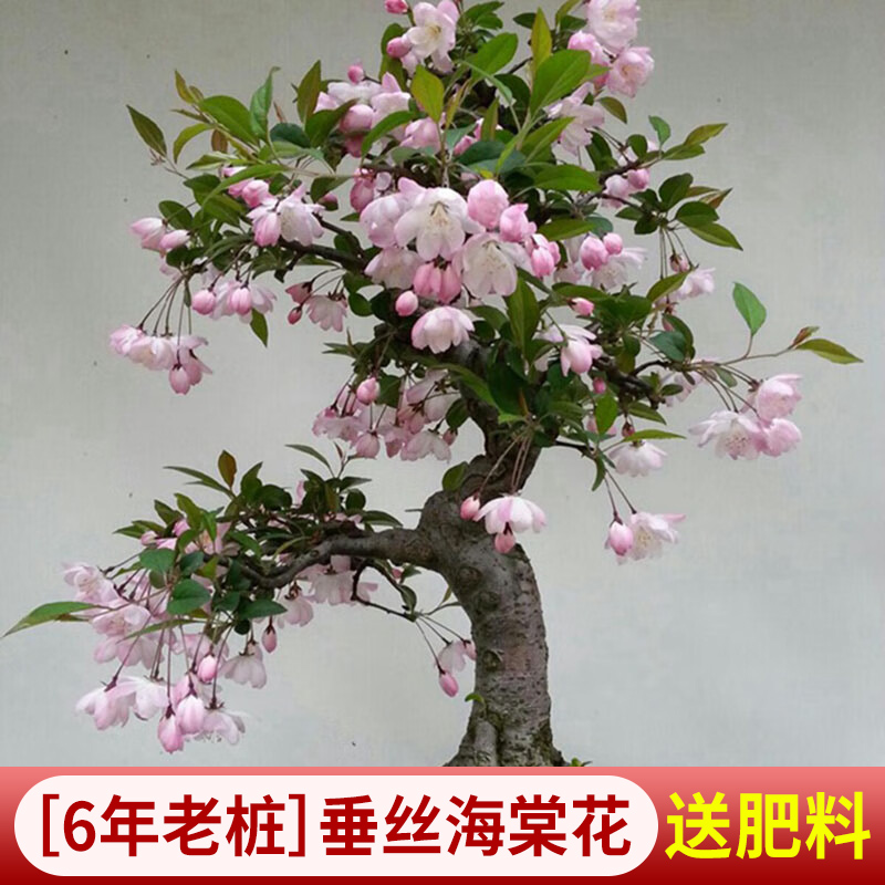 垂丝海棠花盆栽四季开花卉植物室内带花苞重瓣长寿冠树苗老桩盆景 - 图0