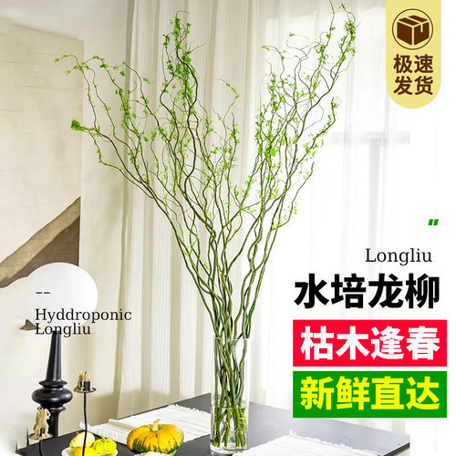 水培植物龙柳鲜切枝富贵竹客厅绿植花卉室内盆栽干枝雪柳枯树逢春 - 图2