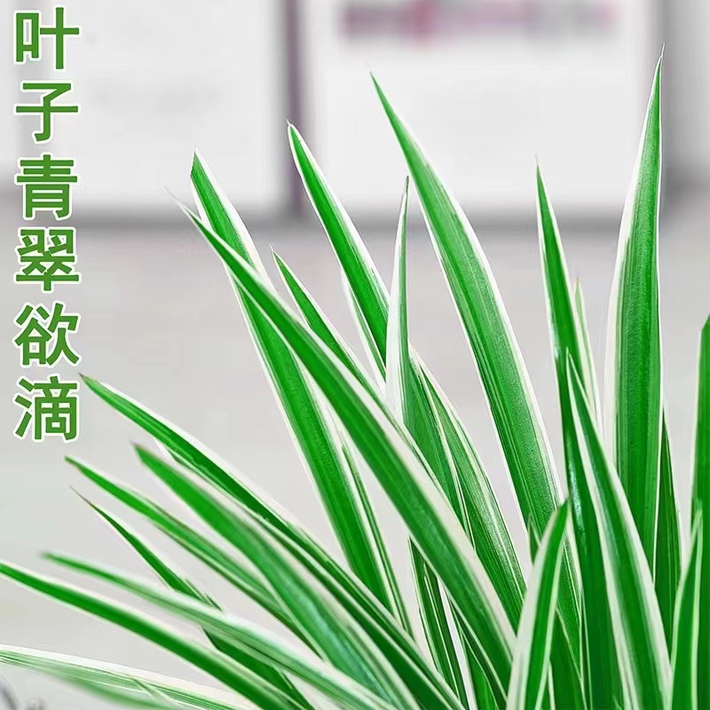 水培植物金边吊兰盆栽室内绿植花卉好养植物客厅桌面净化空气花草 - 图1