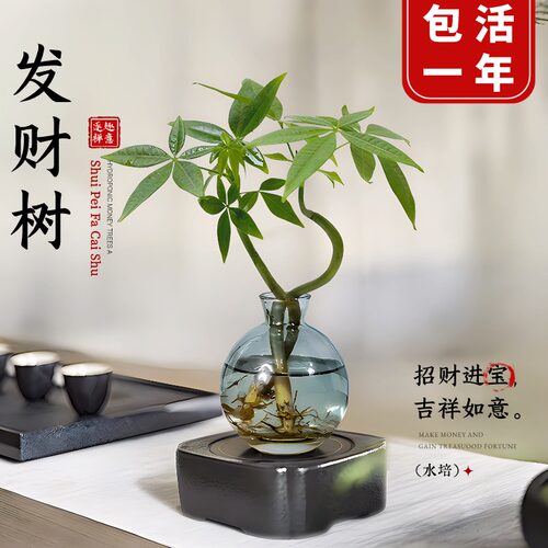 水培植物发财树奇趣造型办公室内桌面绿植招财摆件四季常青好养 - 图2