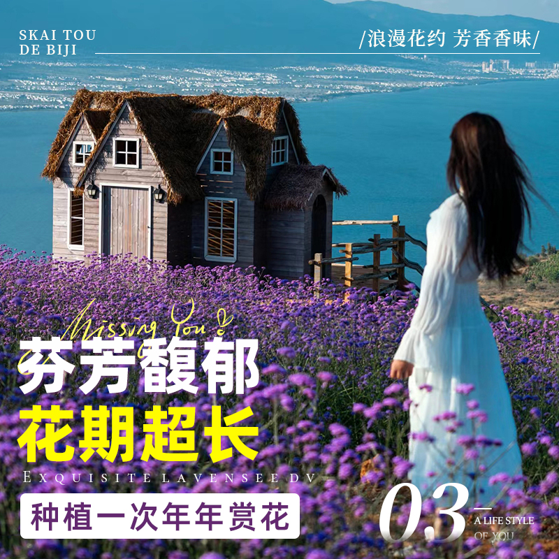 【四季播种遇土就活每年都能开花】不仅香味四溢还能驱蚊驱虫！ - 图1