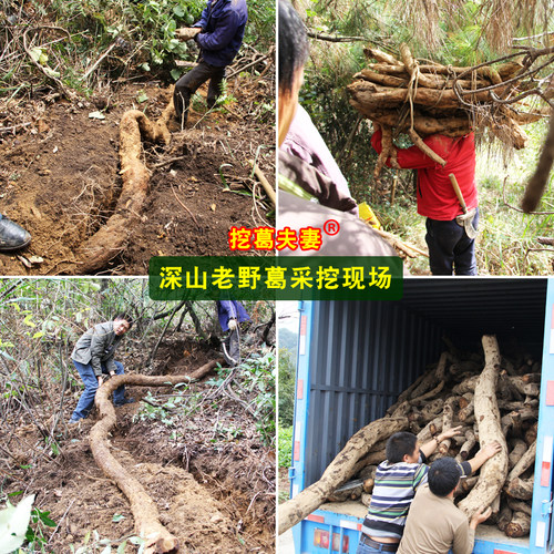 挖葛夫妻葛根粉野生纯正张家界特产天然葛粉农家柴葛粉正品旗舰店 - 图0