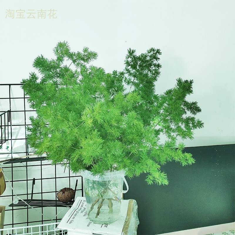 散尾叶云南鲜切植物枝条花束插花配叶子龟背叶蓬莱松客厅背景装饰 - 图1