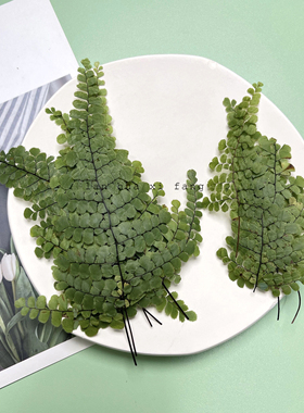 铁线蕨压花真花标本滴胶书签相框