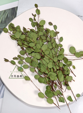千叶吊兰天然干花标本diy材料