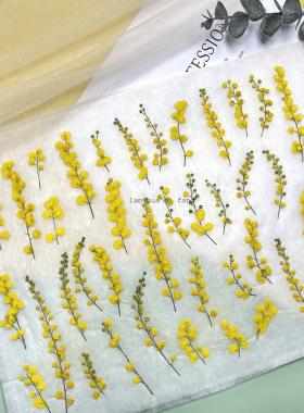 金合欢天然干花标本手工diy