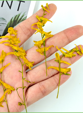 黄色真花鹦鹉草diy材料