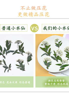 小水仙标本天然装饰干花