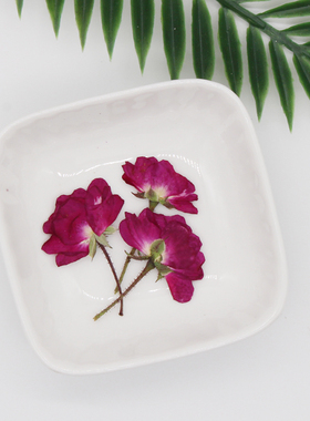 玫瑰花月季真花干花标本相框diy