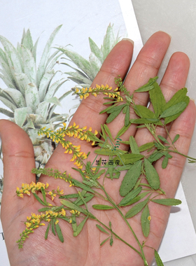 草木樨天然干花压花植物标本