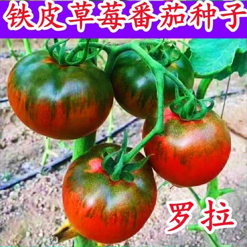 草莓番茄种子沙瓤铁皮绿腚大西红柿子蔬菜阳台四季种籽春季种孑