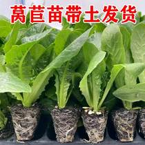 Lettuce seedlings Seedlings Purple Cabbage lettuce lettuce lettuce lettuce Shoots Organic Flowers celery Celery Cabbage cabbage Uri Collapse Autumn winter planting resistant to cold