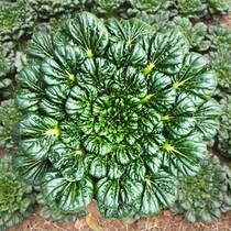 Winter mulled vegetable seed cabbage Yellow Heart Uwinter seed Black Vegetables Vegetable Seed vegetable seed Uta