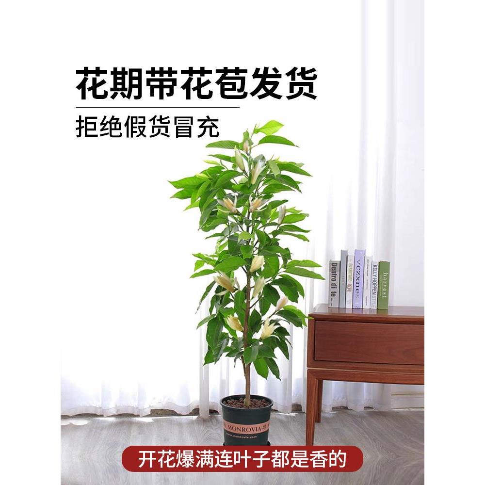 白兰花玉兰树苗花卉植物室内庭院绿植易活带花苞四季开黄角兰盆栽 - 图1