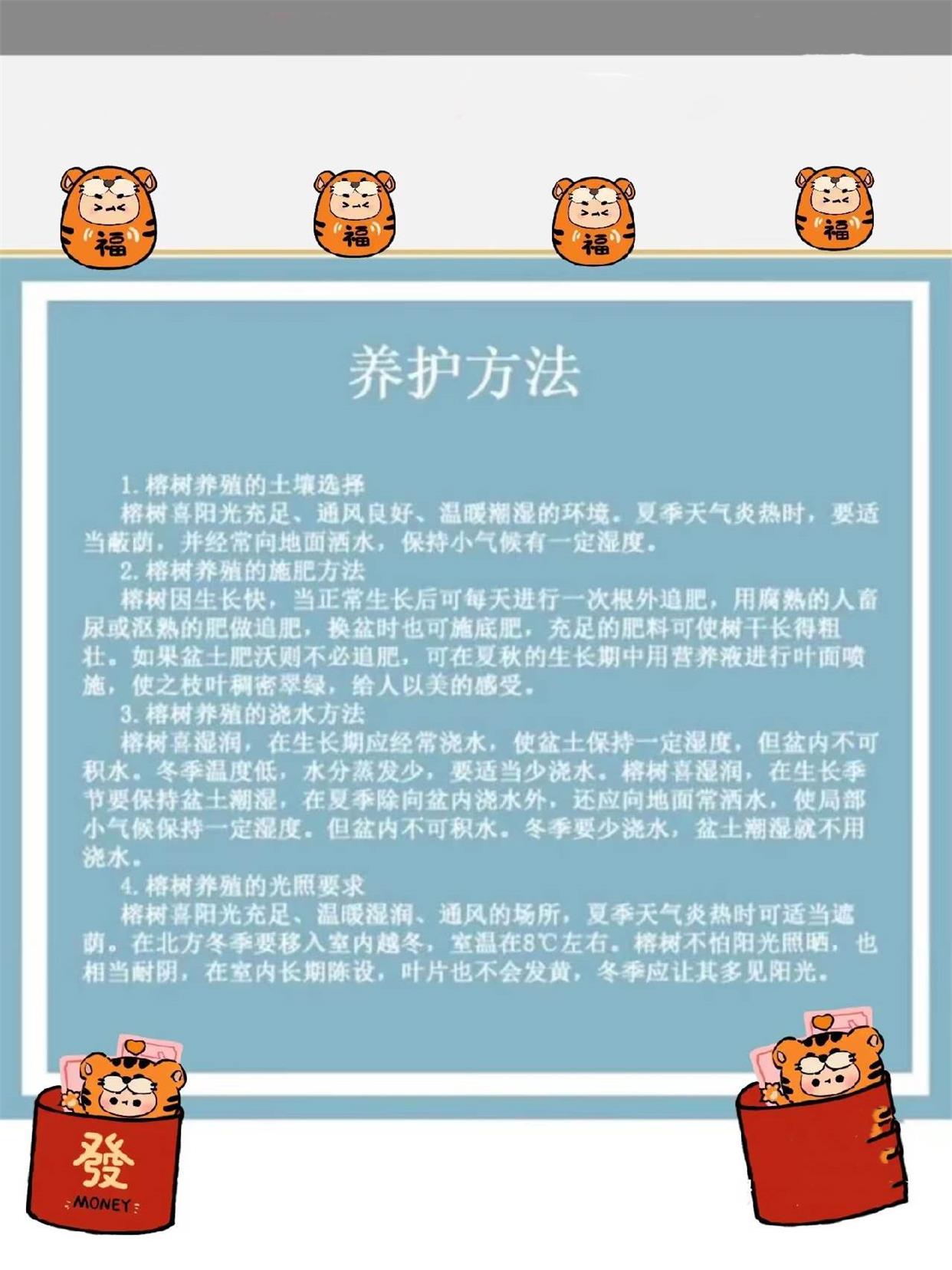 老桩人参榕金钱榕小榕树盆景四季常青易活植物书房办公室桌造型摆 - 图2