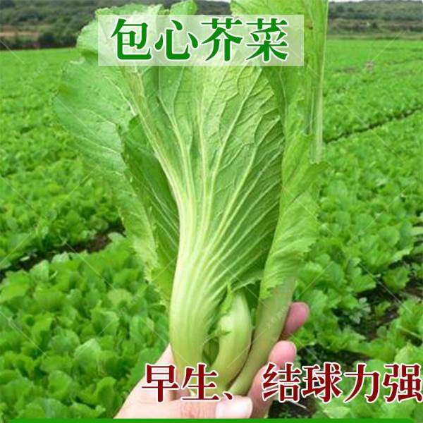 蔬菜种子四季包心大芥菜四川酸菜鱼大叶青菜芥菜种子庭院盆栽种植-图1