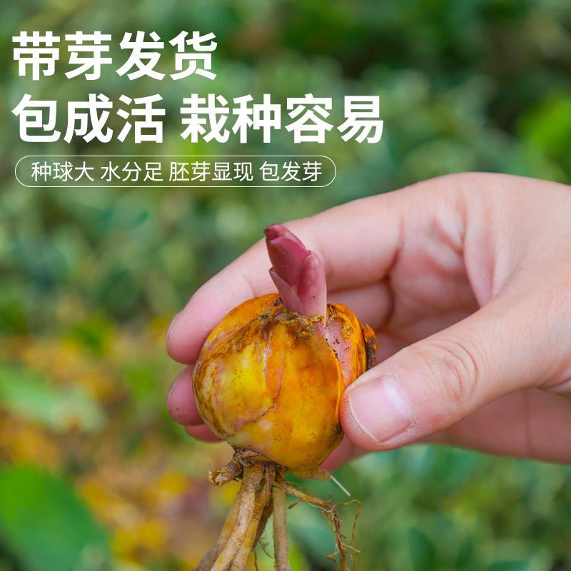 香水百合花种球盆栽花卉植物室内花种子好养活郁金香种籽四季开花 - 图0