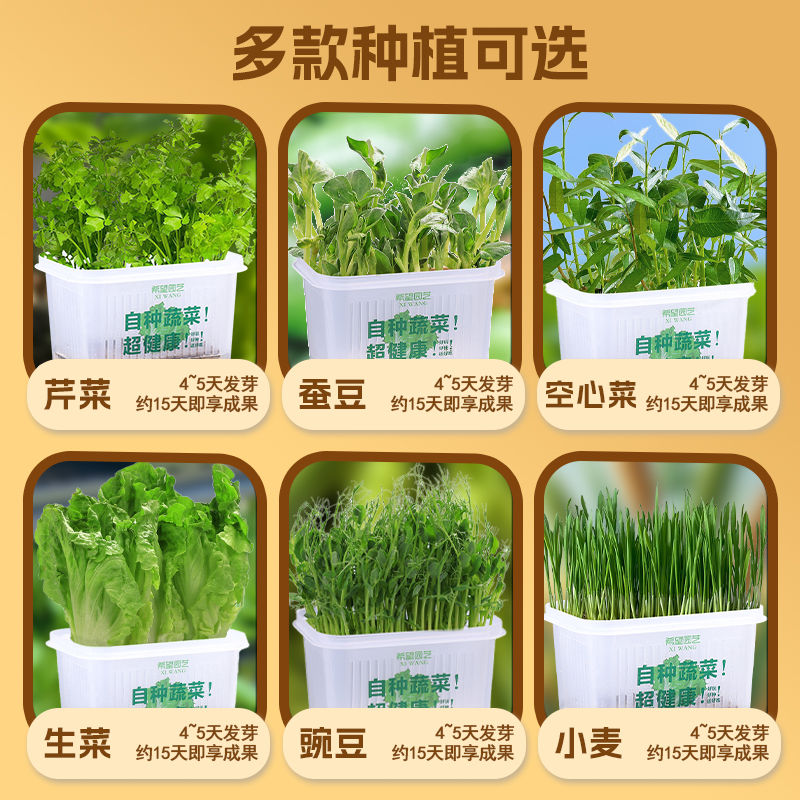 小学生水培植物观察绿豆豌豆种籽儿童种植盆栽花生蚕豆蔬菜花种子 - 图3