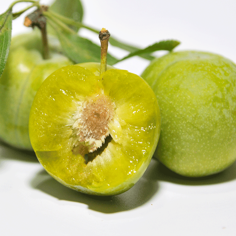 嘉品农业四川青脆李子新鲜水果5斤包邮当季现摘孕妇脱骨李胜网红三华李3