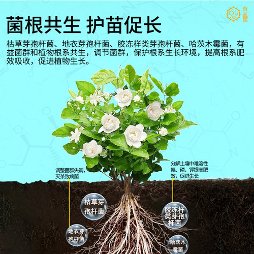 卡纳玛朵活菌粉微生物菌剂植物通用型水溶肥养根壮根改土有机花肥 - 图0
