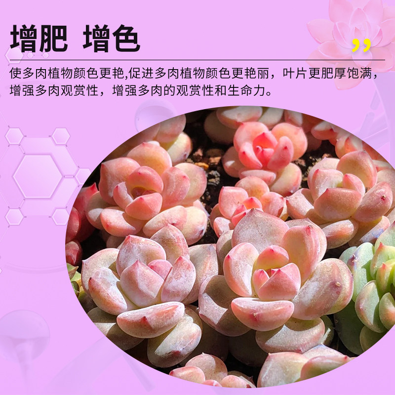 卡纳玛朵魔素多肉康壮型营养液改善僵苗壮根增肥增色水溶叶面肥,淘宝优惠券,粉丝福利购,淘宝优惠卷