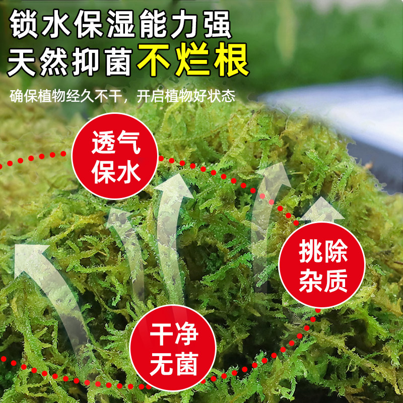 蝴蝶兰专用青苔干藓苔兰花石斛种植水苔专用土营养土植料乌龟水台,淘宝优惠券,粉丝福利购,淘宝优惠卷
