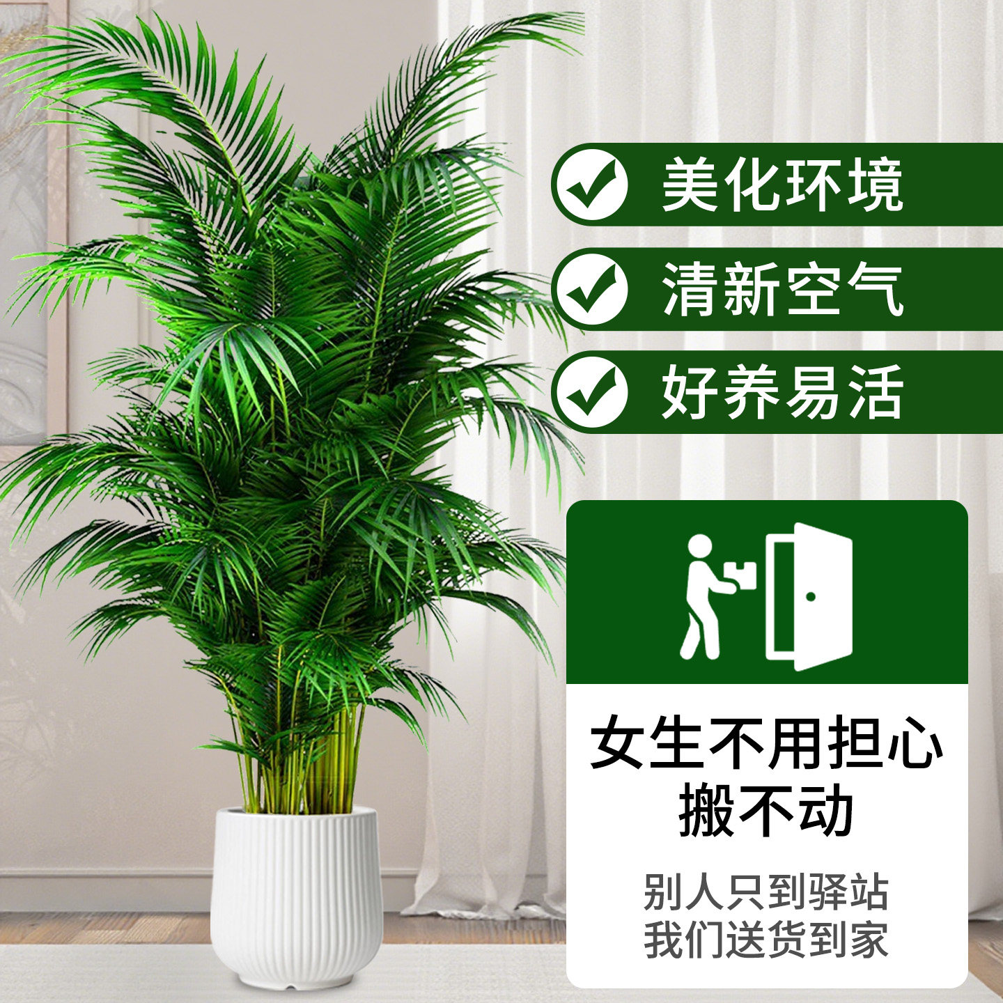 散尾葵植物盆栽客厅大型绿植室内落地办公室大号凤尾竹天堂鸟好养,淘宝优惠券,粉丝福利购,淘宝优惠卷