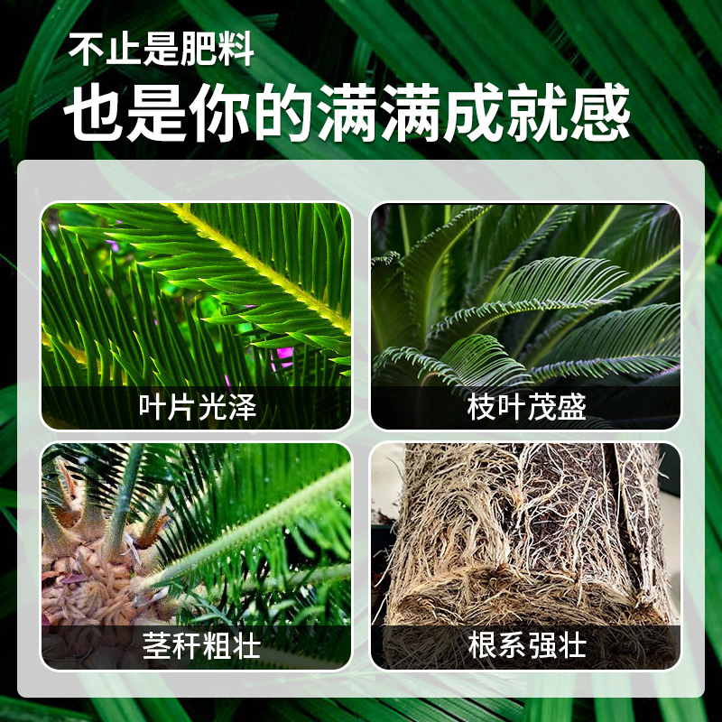 坤宁王铁树专用肥料营养液室内盆栽植物营养液通用型治叶子发黄 - 图1