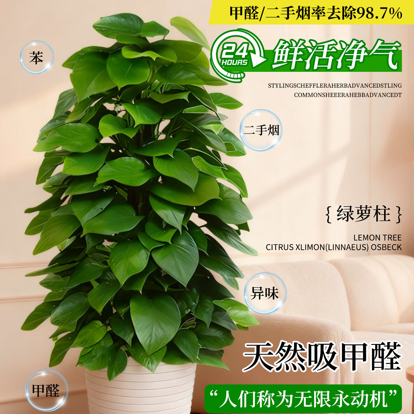 大叶绿萝柱盆栽客厅大型绿植带盆新家入住除甲醛净化空气好养绿箩,淘宝优惠券,粉丝福利购,淘宝优惠卷